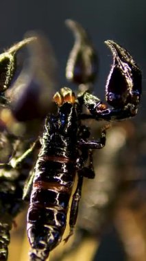 Kızarmış böcekler, çekirgeler, böcekler, hamamböcekleri, akrepler, sulu solucanlar ve larvalardan oluşan geleneksel olmayan yiyecekler Bangkok 'taki sokak gıda pazarında satılıyor. Yüksek kalite 4k görüntü