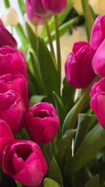 Pembe lale buketi, mor lalelerin yumuşak yaprakları, doğal arka plan. Lale buketi, bahar çiçeği makro shot, çiçek açan mor lale Paskalya arkaplanı, romantik, şefkat.