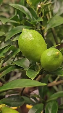 Limon ağacında yetişen küçük yeşil limon, ev bahçesi, statik çekim. Yüksek kalite 4k görüntü