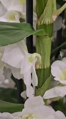 Beyaz arka planda dönen güzel sarı orkide, makro çekim. Bud yakın çekim. Çiçek açan sarı orkide yaprakları. Yüksek kalite 4k görüntü