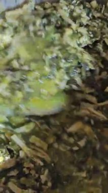 Ispanaklı turta yapma süreci nefis ev yapımı peynirli ıspanaklı kiş turtası. Yüksek kalite 4k görüntü