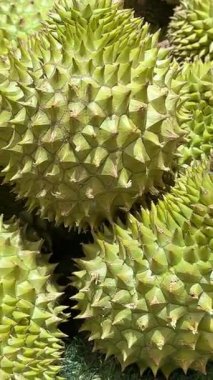 Durian pazarı. Durian satılığa çıkarılmış bir kamyonetin arkasında. Yüksek kalite 4k görüntü