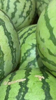 Yeşil çizgili karpuzlar olgun, parlak çizgili karpuzlar bir yığın üzerinde. Karpuz topluyorum. Güzel bir arka plan, karpuz hasadının çizimi. Tatlı, doğal meyve, sağlıklı yemek.