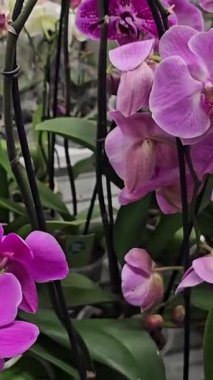 Rüzgarlı bir günde damlacıklı mor orkideler. Yüksek kalite 4k görüntü