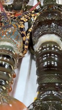 Markette kaplan karidesli, deniz taraklı ve kaya ıstakozlu taze deniz ürünleri sergisi. Yüksek kalite 4k görüntü