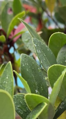 Taze yeşil yapraktan düşen su damlasının yavaş çekim makrosu. Alternatif bitkisel cilt bakımı konsepti. Bitki özü yapraktan dökülüyor. Organik serum damlası veya yeşil çay ağacı yağı özü