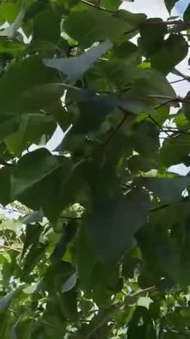 Güneşin, dingin bir orman ortamındaki yemyeşil yaprakların arasından parlak bir şekilde ışıldayan nefes kesici görüntüsü. Huzurlu, güneşli bir günün mükemmel tasviri. Ormanda Parlak Güneş Işığı Yeşil Yapraklı Ağaçlar