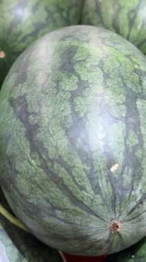 Yeşil çizgili karpuzlar olgun, parlak çizgili karpuzlar bir yığın üzerinde. Karpuz topluyorum. Güzel bir arka plan, karpuz hasadının çizimi. Tatlı, doğal meyve, sağlıklı yemek.