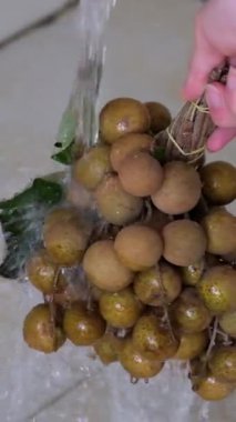 El ele tutuşmalar taze longan meyveleri, Asya hasat mevsimi, tropik sağlıklı atıştırma, güneş ışığında egzotik mutfak malzemeleri. Taze Longalıları yıkıyorum