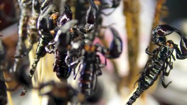 Markette düzgünce sergilenen bir dizi egzotik kızartılmış böcek. Yüksek kalite 4k görüntü