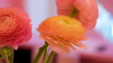 Sonbahar bahçesi renkli çiçekler. Güzel bir sonbahar buketi Dahlia kasımpatısı. Kırmızı pembe turuncu sonbahar rengi çiçekli arka plan. Çiçekçi ve çiçekçi tasarım konsepti. Yüksek kalite 4k görüntü