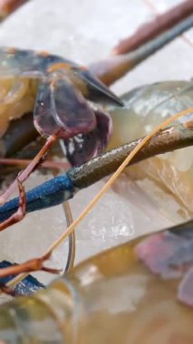 Buz içinde balık pazarının tezgahında taze deniz ürünleri. Mağazada Kızıldeniz balıkları, yengeçler, kabuklu deniz hayvanları satılıyor. Yüksek kalite 4k görüntü