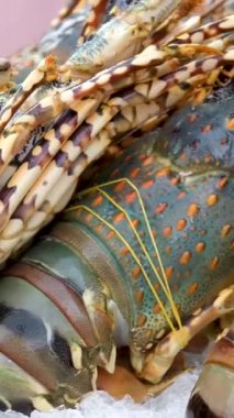 Taze ıstakozlar Tayland, Phuket 'teki bir deniz ürünleri pazarında buz tezgahında sergileniyor. Tayland yemeği. Yüksek kalite 4k görüntü