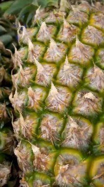 Olgun ananaslar tarlada bol bol yetişir, altın meyveleri yeşil yaprakların arasında yuva yapar ve bakımlı bir tropikal çiftliğin verimliliğini gösterir. 4K video kaydı. Yüksek kalite 4