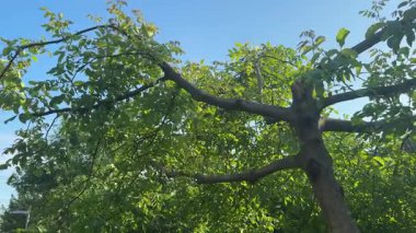 Nepal 'deki organik bir çiftlikte sabah güneşinde parlayan taze yeşil çay yapraklarının yakın çekimi. Bereketli dağ çay tarlaları. Ağaç yeşili yapraklar