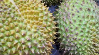 Durian Fruit çalışanını bir karton parçasının üzerinde durian meyvesi tutarken parçalamak. Dikenli yeşil meyveyi açmak için bıçak kullanıyor. Yüksek kalite 4k görüntü