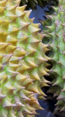 Durian Fruit çalışanını bir karton parçasının üzerinde durian meyvesi tutarken parçalamak. Dikenli yeşil meyveyi açmak için bıçak kullanıyor. Yüksek kalite 4k görüntü
