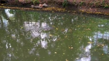 Bangkok 'taki Lumphini Parkı' nda bereketli ağaçlarla çevrili sakin bir göl var. Yürüyüş, bisiklet ve çeşitli tekne fırsatları ve şehir ortamında huzurlu bir geri çekilme olanağı sunuyor..