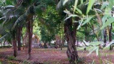 Bangkok 'taki Lumphini Parkı' nda bereketli ağaçlarla çevrili sakin bir göl var. Yürüyüş, bisiklet ve çeşitli tekne fırsatları ve şehir ortamında huzurlu bir geri çekilme olanağı sunuyor..