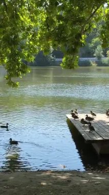 Gün batımında ağaçlar ve sazlıklar tarafından çerçevelenmiş, sakin bir gölde yiyecek için dalış yapan siyah ördeklerin yavaş çekim videosu. Ilık ve nazik hareket, akşam ışığında doğanın huzurunu yakalar.. 