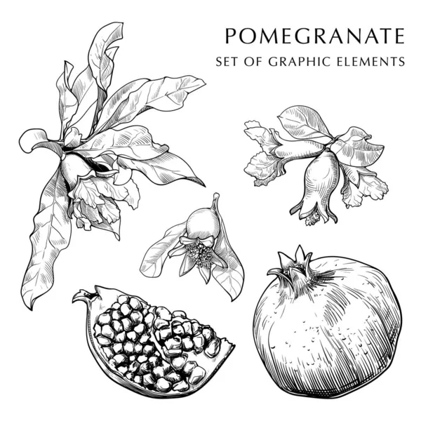 Granatapfelfrüchte Blätter Und Blüten Handgezeichnet Set Skizzenhafte Zeichnung Isoliert Auf — Stockvektor