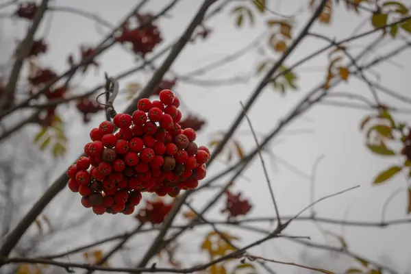 Kırmızı Rowan 'ı sarı yapraklı bir ağaca ateşle.