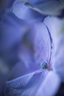 Mavi çiçeğin güzel makrosu 