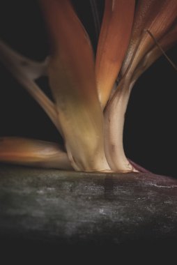 Vinç çiçeğinin seçmeli makro çekimi