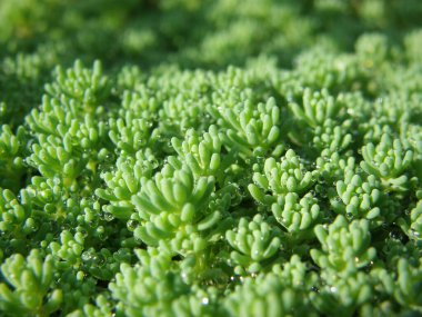 Güneşli bir sabahta seçici odaklı elmas damlacıkları ile yeşil çimenlerin yatay makro çekimi