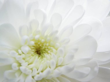 Beyaz, açık renkli, limonlu, yüksek tonlu bir papatya. 