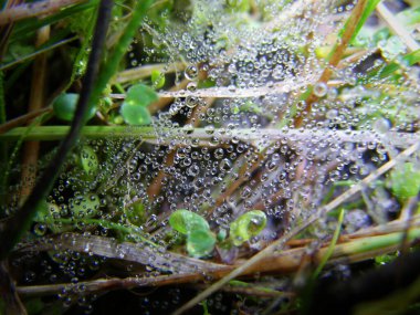 Çiy damlalı parlak bir örümcek ağının dikey makro görüntüsü