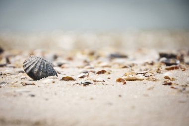 Okyanus sahilindeki kumların üzerindeki deniz kabuğuna yakın çekim