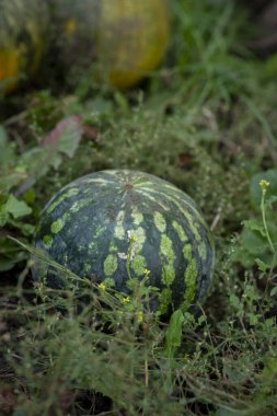 Bahçedeki olgun yeşil karpuzların yakın görüntüsü