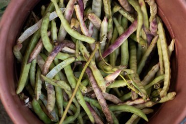 Sepette yeşil fasulye