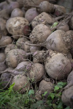 Bahçedeki çimlerin üzerinde taze pancarlar