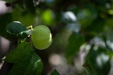 Ağaçtaki yeşil elma