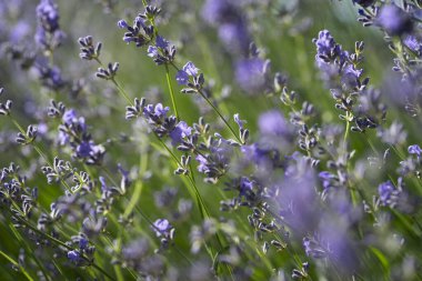 Bahçedeki lavanta çiçeğinin yatay yakın çekimi