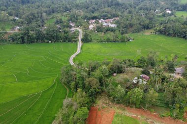 Sabahları yeşil çimenler ve ağaçlar