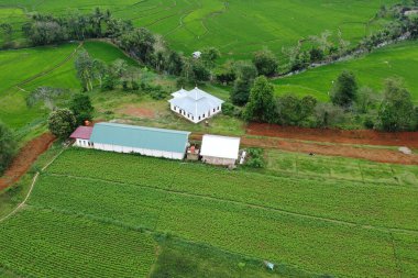 Sabahları yeşil çimenler ve ağaçlar