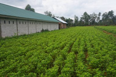 Sabahları yeşil çimenler ve ağaçlar