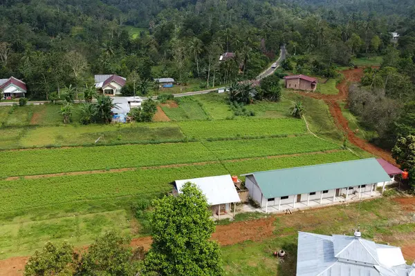 Sabahları yeşil çimenler ve ağaçlar