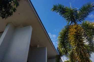 Palmiye ağaçları ve mavi gökyüzü