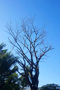 Ağaç dalları, bitki örtüsü ve doğa