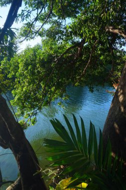 Güneşli bir günde, nehrin ve gölgeli ağaçların manzarası.