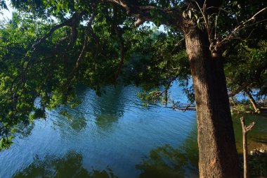 Güneşli bir günde, nehrin ve gölgeli ağaçların manzarası.