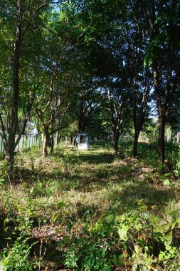 Güneşli bir günde, yeşil yaprakları ve sık otları olan gölgeli ağaçlar.