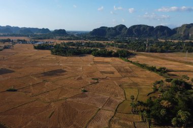 Kurak mevsimde pirinç tarlalarının fotoğrafları, dağların ve mavi gökyüzünün arkaplanı.