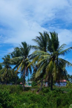 Hindistancevizi ağaçlarının mavi gökyüzüne karşı sıralanmış görüntüsü