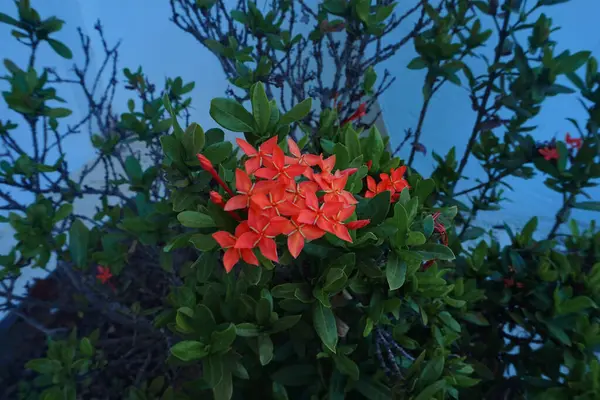 stock image Red flowers bloom and green leaves in the yard