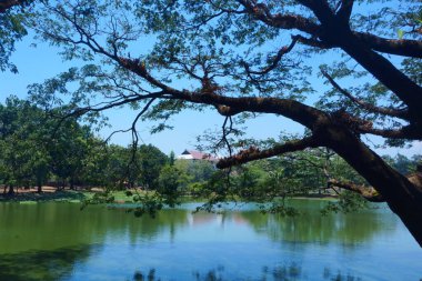 Güneşli bir sabahta gölün üzerindeki ağaç dallarının fotoğrafı.